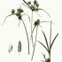 Cyperus eragrostis - Flora Batava vol. 25