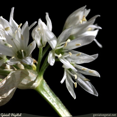 Allium Ursinum Ail Des Ours Génial Végétal