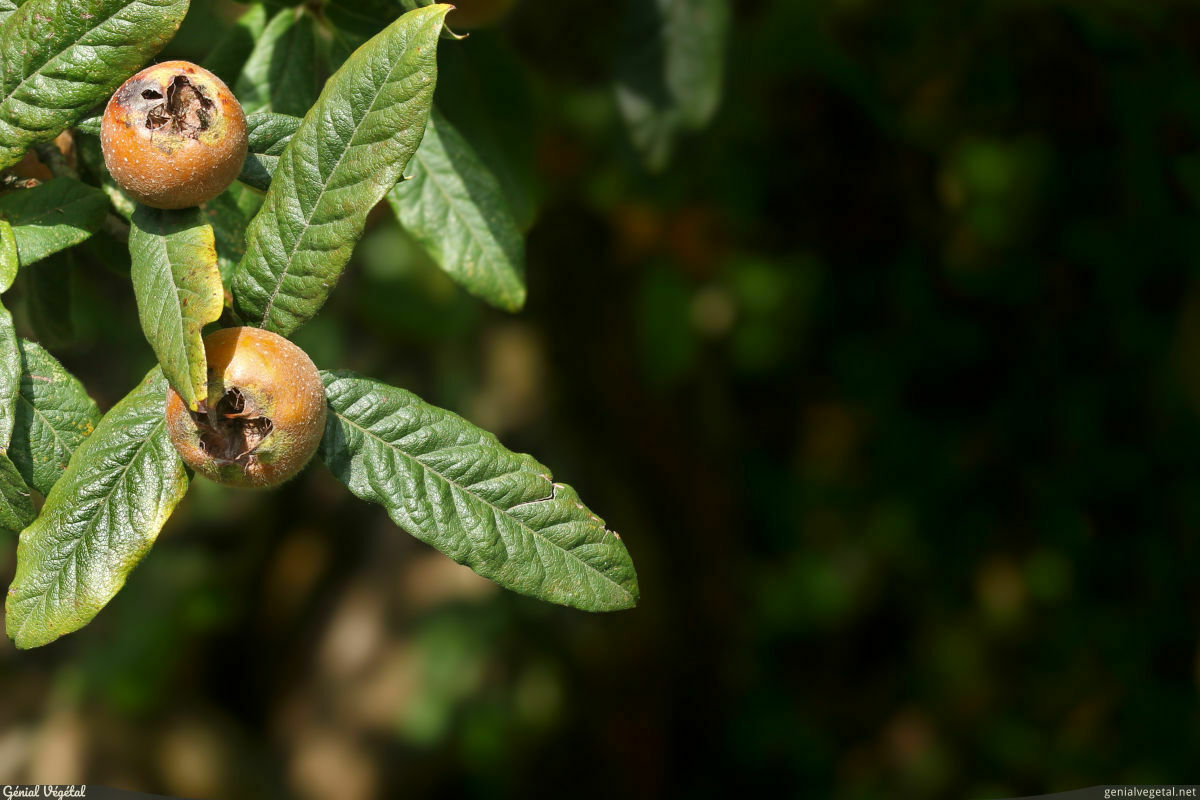 Néflier, Crataegus germanica