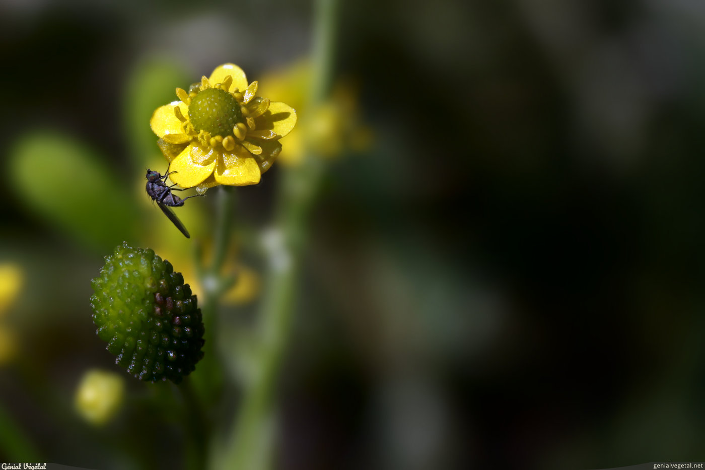 Renoncule scélérate, Ranunculus sceleratus