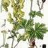 Aconitum lycoctonum - wikimedia commons