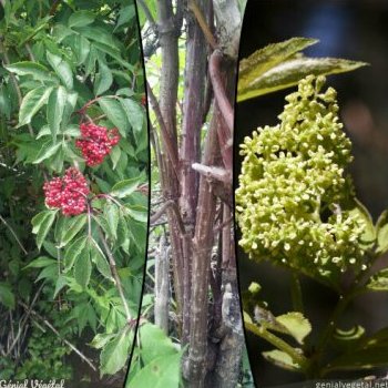 Sureau à grappes, Sambucus racemosa