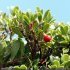 Arctostaphylos uva-ursi - fruit