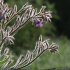 Anchusa italica - inflorescence