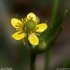 Ranunculus sceleratus - fleur