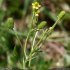 20 Ranunculus sceleratus - rameau, fruits