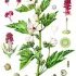 Althaea officinalis - wikimedia commons