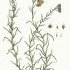 Helichrysum stoechas - wikimedia commons
