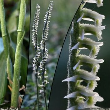 Spiranthe d'automne, Spiranthes spiralis