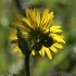 Doronicum pardalianches - involucre