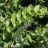 Polygonatum multiflorum