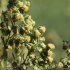 Artemisia abrotanum - capitules