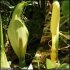 Arum italicum - spathe et inflorescence (spadice)