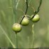 Asparagus officinalis - fruit vert