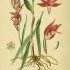 Cephalanthera rubra - wikimedia commons