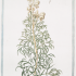 Aconitum Anthora - wikimedia commons