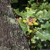 Chêne rouvre, Quercus petraea
