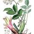Angelica sylvestris - wikimedia commons