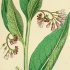 Symphytum officinale - wikimedia commons