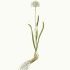 Allium ericetorum - wikimedia commons