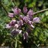 Allium lusitanicum - fleurs