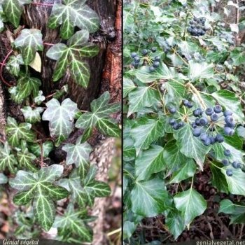 Lierre, Hedera helix