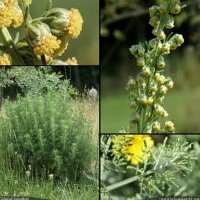Aurone, Artemisia abrotanum