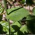 Doronicum pardalianches - feuille