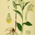 Cephalanthera damasonium - wikimedia commons
