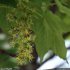Acer pseudoplatanus - inflorescence