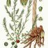 Asparagus officinalis - wikimedia commons