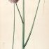 Allium sphaerocephalon - wikimedia commons