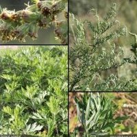 Armoise, Artemisia vulgaris