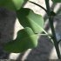 Nicotiana glauca - feuilles