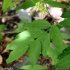 Lathyrus ochraceus - feuille