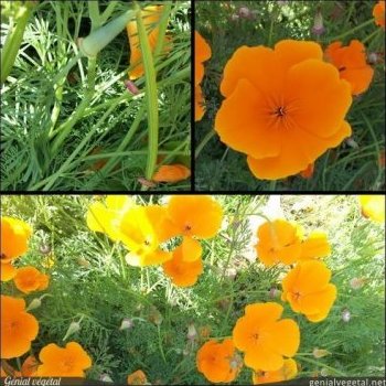 Pavot de Californie, Eschscholzia californica