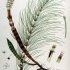 Equisetum telmateia - wikimedia commons