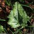 Cyclamen hederifolium - feuille