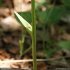 Platanthera chlorantha - tige
