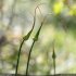 Allium oleraceum - spathe
