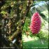 Picea abies s. abies - fleurs mâle (gauche) et femelles (droite)
