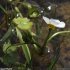 Ranunculus aquatilis - feuilles