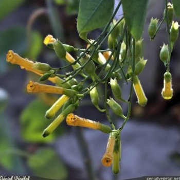 Tabac glauque, Nicotiana glauca