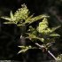 Sambucus racemosa - inflorescence