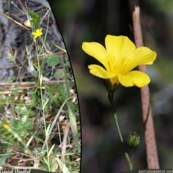 Lin maritime, Linum maritimum