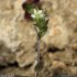 Arenaria serpyllifolia - fleur
