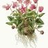 Cyclamen hederifolium - wikimedia commons