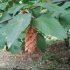 Ostrya carpinifolia - fruits