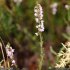 Calluna vulgaris - inflorescence
