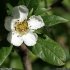 Crataegus germanica - fleur